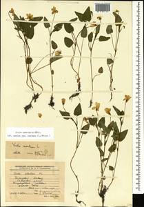 Viola canina subsp. ruppii (All.) Schübl. & G. Martens, Caucasus, Stavropol Krai, Karachay-Cherkessia & Kabardino-Balkaria (K1b) (Russia)