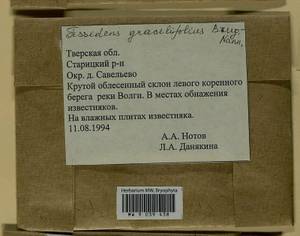 Fissidens gracilifolius Brugg.-Nann. & Nyholm, Bryophytes, Bryophytes - Middle Russia (B6) (Russia)