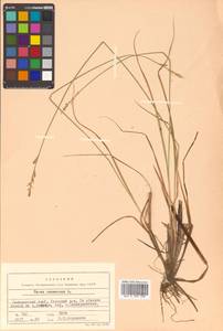 Carex canescens subsp. canescens, Siberia, Russian Far East (S6) (Russia)