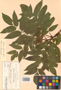 Sorbus commixta Hedl., Siberia, Russian Far East (S6) (Russia)