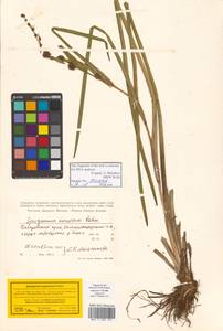Sparganium japonicum Rothert, Siberia, Russian Far East (S6) (Russia)