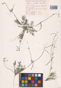 Hypecoum parviflorum Kar. & Kir., Eastern Europe, Lower Volga region (E9) (Russia)