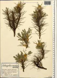 Astragalus aureus Willd., Caucasus, Stavropol Krai, Karachay-Cherkessia & Kabardino-Balkaria (K1b) (Russia)
