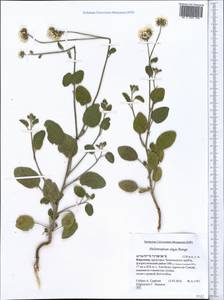 Heliotropium olgae Bunge, Middle Asia, Western Tian Shan & Karatau (M3) (Kyrgyzstan)