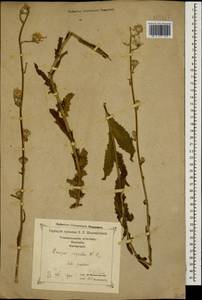 Crepis pannonica (Jacq.) C. Koch, Caucasus, Georgia (K4) (Georgia)