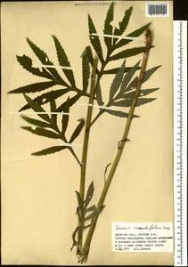 Jacobaea cannabifolia (Less.) E. Wiebe, Siberia, Russian Far East (S6) (Russia)