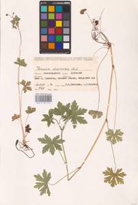 Geranium divaricatum Ehrh., Eastern Europe, Lower Volga region (E9) (Russia)