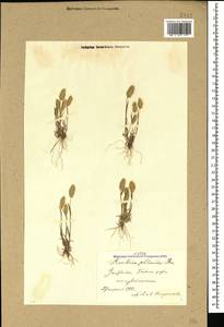 Rostraria cristata (L.) Tzvelev, Caucasus, Azerbaijan (K6) (Azerbaijan)