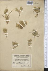 Eremopyrum orientale (L.) Jaub. & Spach, Middle Asia, Syr-Darian deserts & Kyzylkum (M7) (Kazakhstan)