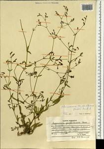 Pleioneura griffithiana (Boiss.) Rech. fil., South Asia, South Asia (Asia outside ex-Soviet states and Mongolia) (ASIA) (Afghanistan)