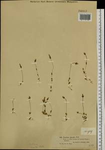 Comastoma tenellum (Rottb.) Toyok., Siberia, Western (Kazakhstan) Altai Mountains (S2a) (Kazakhstan)