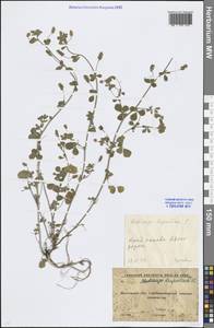 Medicago lupulina L., Eastern Europe, Moscow region (E4a) (Russia)