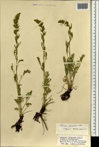 Artemisia pycnorhiza Ledeb., Mongolia (MONG) (Mongolia)
