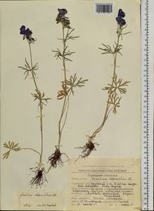 Aconitum delphinifolium DC., Siberia, Chukotka & Kamchatka (S7) (Russia)