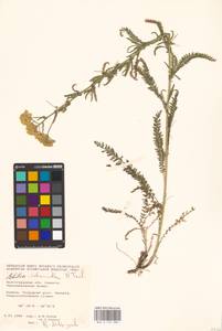 Achillea ×submicrantha Tzvelev, Eastern Europe, Lower Volga region (E9) (Russia)