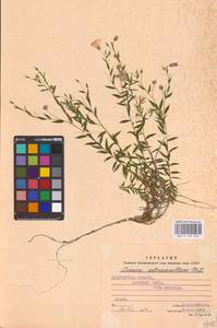 Linum perenne subsp. extraaxillare (Kit.) Nyman, Eastern Europe, West Ukrainian region (E13) (Ukraine)