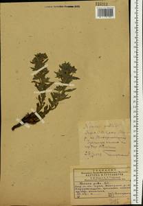 Nonea pulla (L.) DC., Eastern Europe, South Ukrainian region (E12) (Ukraine)
