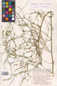 Melilotus polonicus (L.) Pall., Eastern Europe, Lower Volga region (E9) (Russia)