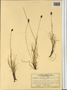 Carex norvegica Retz. , nom. cons., Western Europe (EUR) (Norway)