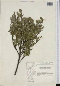 Salix repens L., Western Europe (EUR) (Denmark)