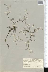 Ranunculus polyphyllus Waldst. & Kit. ex Willd., Middle Asia, Northern & Central Kazakhstan (M10) (Kazakhstan)