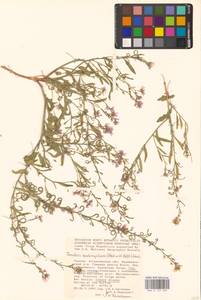Neotorularia contortuplicata (Steph.) Hedge & J.Léonard, Eastern Europe, Lower Volga region (E9) (Russia)
