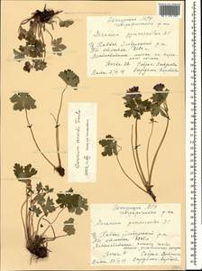 Geranium renardii Trautv. in Trautv., Regel, Maxim. & C. Winkl., Caucasus, Stavropol Krai, Karachay-Cherkessia & Kabardino-Balkaria (K1b) (Russia)