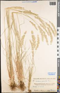Koeleria pyramidata (Lam.) P.Beauv., Eastern Europe, North Ukrainian region (E11) (Ukraine)
