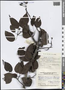 Pyrus calleryana Decne., South Asia, South Asia (Asia outside ex-Soviet states and Mongolia) (ASIA) (China)