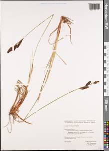 Carex hartmanii Cajander, Eastern Europe, Western region (E3) (Russia)