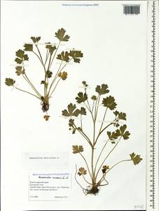 Ranunculus muricatus L., Caucasus, Black Sea Shore (from Novorossiysk to Adler) (K3) (Russia)
