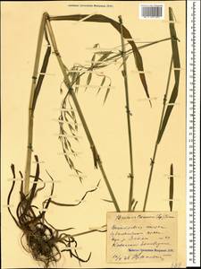 Bromus benekenii (Lange) Trimen, Caucasus, Krasnodar Krai & Adygea (K1a) (Russia)