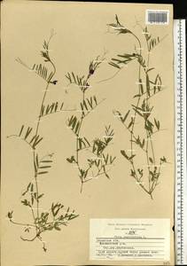 Vicia sativa subsp. nigra (L.)Ehrh., Eastern Europe, Central region (E4) (Russia)