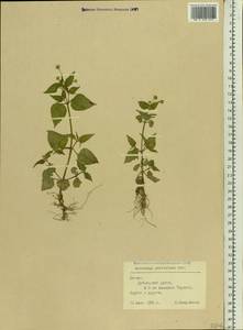 Galinsoga parviflora Cav., Eastern Europe, Latvia (E2b) (Latvia)