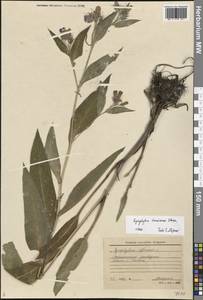 Symphytum tanaicense Steven, Eastern Europe, Central forest-and-steppe region (E6) (Russia)