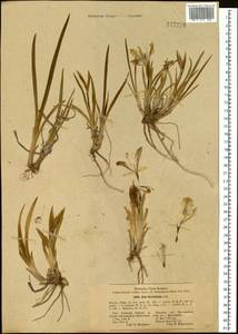 Iris humilis Georgi, Siberia, Altai & Sayany Mountains (S2) (Russia)