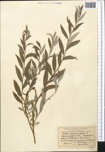 Salix rosmarinifolia L., Middle Asia, Northern & Central Kazakhstan (M10) (Kazakhstan)