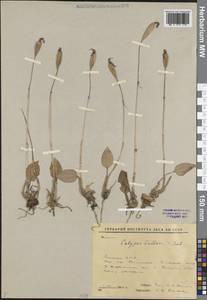 Calypso bulbosa (L.) Oakes, Siberia, Yakutia (S5) (Russia)