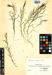 Thesium repens Ledeb., Siberia, Baikal & Transbaikal region (S4) (Russia)