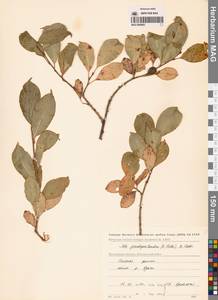 Salix pseudopentandra (Flod.) Flod., Siberia, Chukotka & Kamchatka (S7) (Russia)