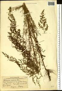 Artemisia scoparia Waldst. & Kit., Siberia, Altai & Sayany Mountains (S2) (Russia)