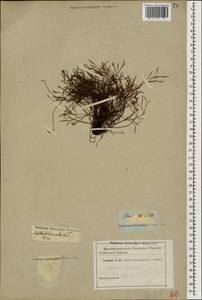 Asplenium septentrionale (L.) Hoffm., Caucasus (no precise locality) (K0)