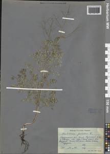 Thalictrum foetidum L., Siberia, Baikal & Transbaikal region (S4) (Russia)