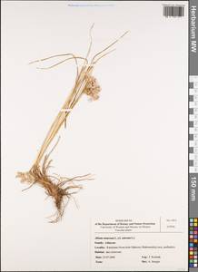 Allium ramosum L., Western Europe (EUR) (Poland)