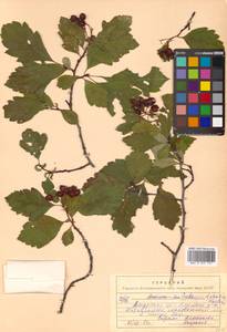 Crataegus dahurica (Dieck) Koehne, Siberia, Russian Far East (S6) (Russia)