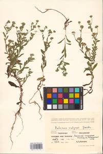 Pulicaria vulgaris Gaertn., Eastern Europe, Central forest-and-steppe region (E6) (Russia)