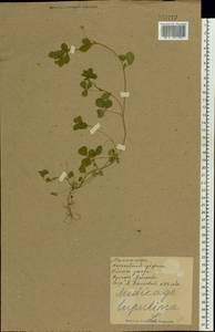 Medicago lupulina L., Eastern Europe, North Ukrainian region (E11) (Ukraine)