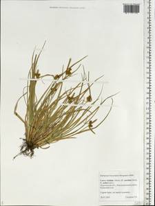 Carex oederi var. oederi, Eastern Europe, Northern region (E1) (Russia)