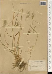 Dasypyrum villosum (L.) Borbás, South Asia, South Asia (Asia outside ex-Soviet states and Mongolia) (ASIA) (Turkey)