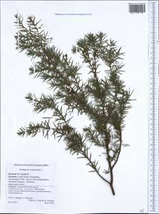 Juniperus communis L., Western Europe (EUR) (Germany)